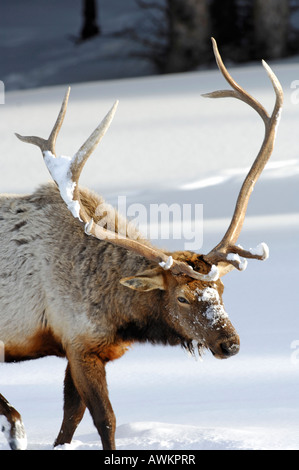 Stock Foto von einem Elch zu Fuß durch den Schnee, Yellowstone-Nationalpark. Stockfoto