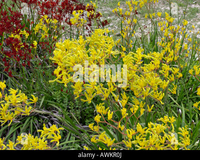 Kangaroo paw (anigozanthos flavidus) Stockfoto