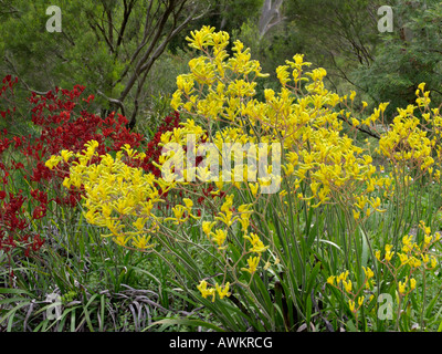 Kangaroo paw (anigozanthos flavidus) Stockfoto