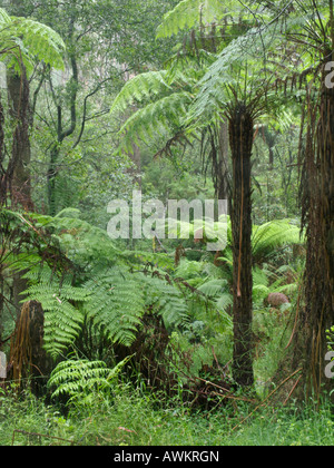 Baumfarn (dicksonia antarctica), Dandenong Ranges National Park, Melbourne, Australien Stockfoto