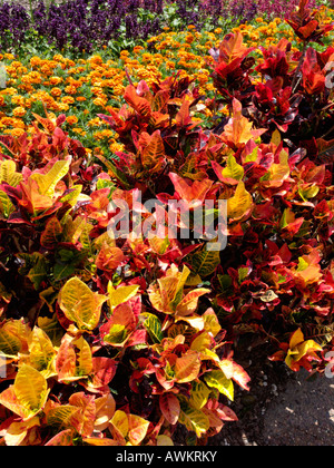 Croton (Codiaeum variegatum Syn. croton variegatus) Stockfoto