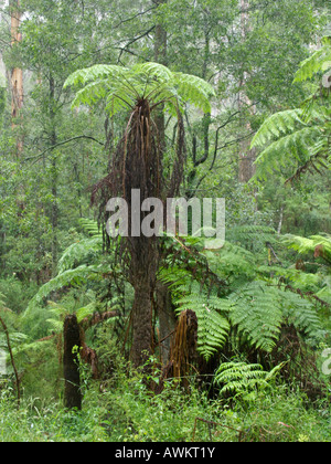 Baumfarn (dicksonia antarctica), Dandenong Ranges National Park, Melbourne, Australien Stockfoto