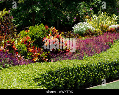 Croton (Codiaeum variegatum Syn. croton variegatus) und Lilly pilly (syzygium) Stockfoto