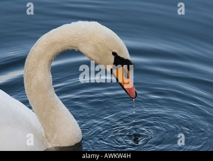 Höckerschwan Fütterung mit Wasser läuft auf Rechnung Stockfoto