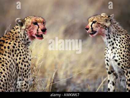 East African Geparden (Acinonyx Jubatus Raineyii) mit blutigen Gesichtern Stockfoto