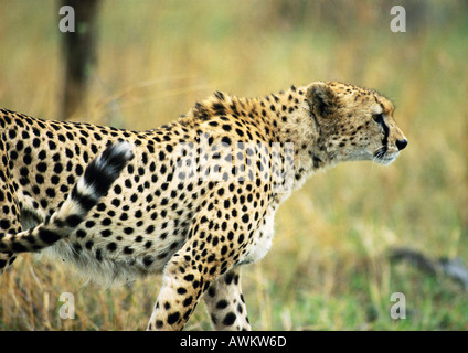 East African Cheetah (Acinonyx Jubatus Raineyii), Seitenansicht Stockfoto