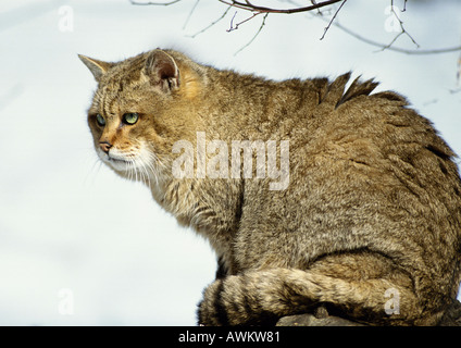 Europäische Wildkatze (Felis Silvestris Silvestris), in voller Länge Stockfoto