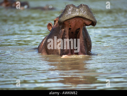 Flusspferd (Hippopotamus Amphibius) Mund zu öffnen, im Wasser, Tansania Stockfoto