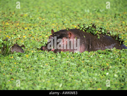 Flusspferd (Hippopotamus Amphibius) aus Fluss, umgeben von Fluss Kohl, Tansania Stockfoto