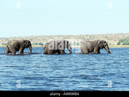 Afrikanischen Bush Elefanten (Loxodonta Africana) Kreuzung Fluss im Gänsemarsch Linie, Botswana, Afrika Stockfoto