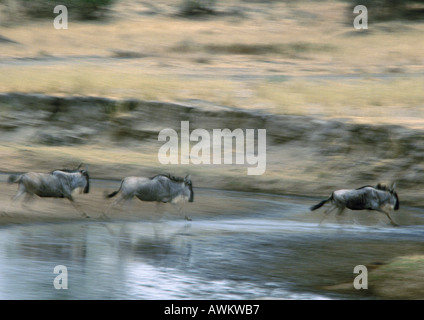 Afrika, Tansania, blaue Gnus (Connochaetes Taurinus) ausgeführt, verschwommen Bewegung Stockfoto