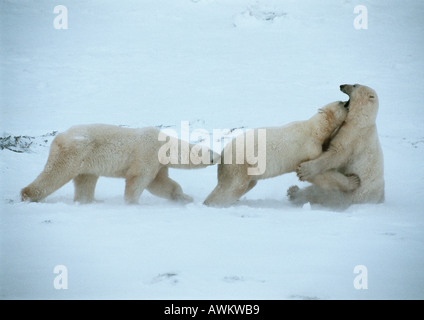 Eisbären (Ursus Maritimus), zwei Playfighting im Schnee, während ein Drittel schnüffelt seine Begleiter Heck Stockfoto