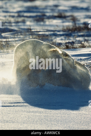 Zwei Eisbären (Ursus Maritimus) kämpfen im Schnee Stockfoto