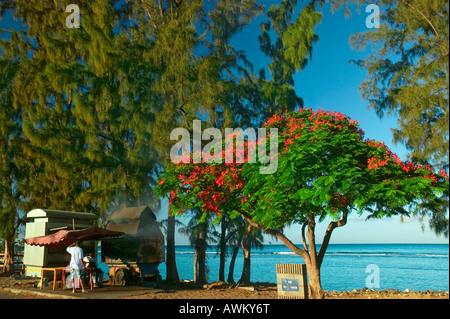 FLAMBOYANT-SAINT LEU - LA RÉUNION Stockfoto