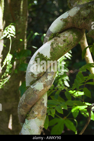 Zwei dicke sehr harten Baum Reben gewickelt gemeinsam umeinander wie Seile im Dorrigo National Park Regenwald NSW Australia Stockfoto