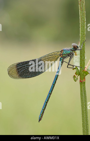 Gebänderten Prachtlibelle (Calopteryx Splendens) Stockfoto