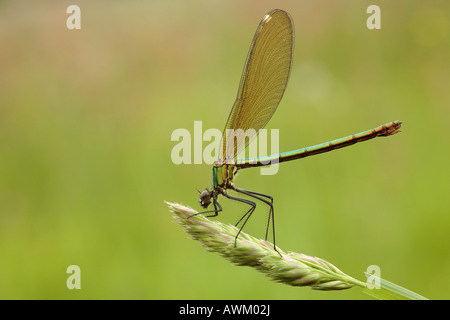 Gebänderten Prachtlibelle (Calopteryx Splendens), Weiblich Stockfoto