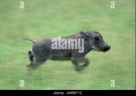 Wüste Warzenschwein (Phacochoerus Aethiopicus) in Feld, Etosha, Namibia Stockfoto