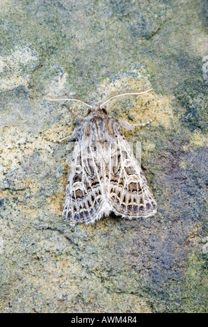 GEFIEDERTEN GOTISCHE MOTH THOLERA DECIMALIS Stockfoto