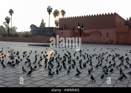 Viele Tauben auf dem Platz Abd el Moumen, Marrakesch, Marokko, Afrika Stockfoto