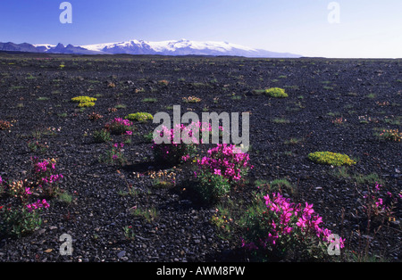 Fluss Schönheit Weidenröschen oder Zwerg Weidenröschen (Epilobium Latifolium), Island, Atlantik Stockfoto