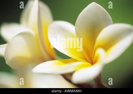 Blossum Frangipani (Plumeria), Insel Mahé, Seychellen Inseln, Afrika Stockfoto