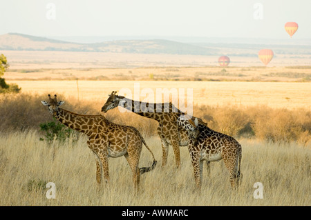 malerische Aussicht von Kenias Masai Mara mit Heißluftballons und Giraffen im Vordergrund Stockfoto