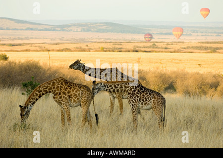 malerische Aussicht von Kenias Masai Mara mit Heißluftballons und Giraffen im Vordergrund Stockfoto