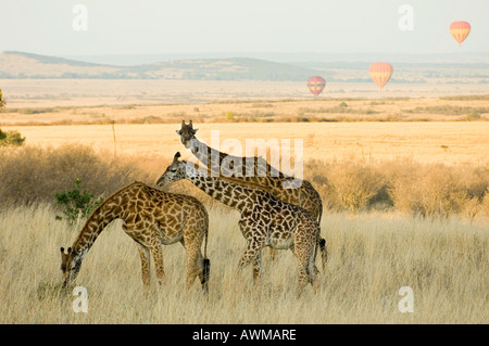 malerische Aussicht von Kenias Masai Mara mit Heißluftballons und Giraffen im Vordergrund Stockfoto