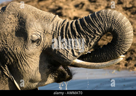 Nahaufnahme eines afrikanischen Elefanten trinken, genommen in der Masai Mara Kenia Safari Stockfoto