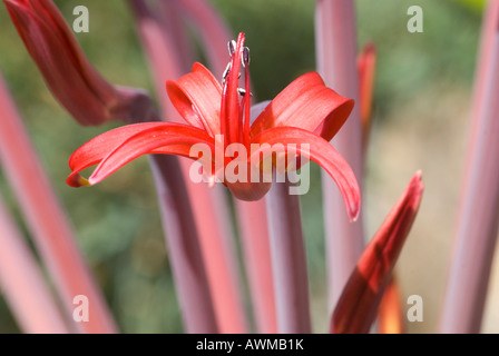 Brunswigia Josephinae, bekannt als Josephine's Lily, benannt nach Joséphine de Beauharnais, Joséphine Bonaparte, der Ehefrau Napoleons Stockfoto