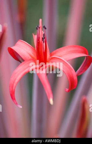 Brunswigia Josephinae, bekannt als Josephine's Lily, benannt nach Joséphine de Beauharnais, Joséphine Bonaparte, der Ehefrau Napoleons Stockfoto