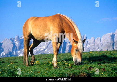 Haflinger Pferd grasen Rasen im Feld Stockfoto