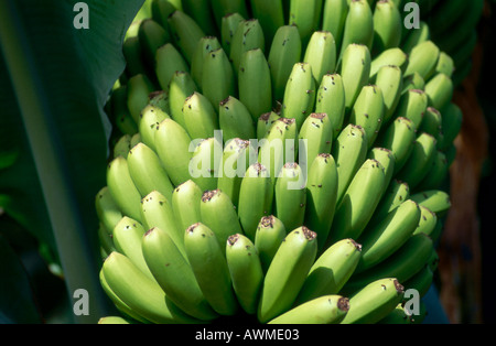 Nahaufnahme von paar unreife Bananen auf Baum, Teneriffa, Kanarische Inseln, Spanien Stockfoto