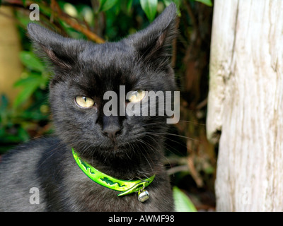 PORTRÄT EINER SCHWARZEN KATZE SITZEND IN EINEM GARTEN Stockfoto
