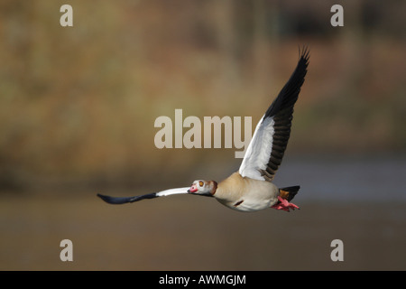 Nilgans (Alopochen Aegyptiacus) im Flug Stockfoto