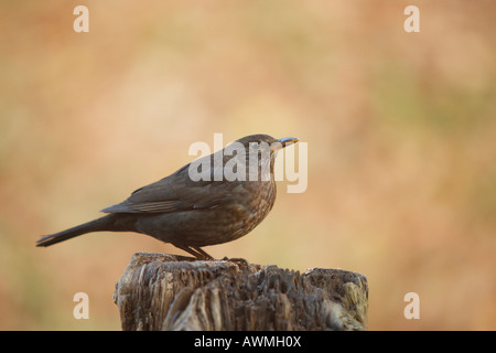 Weibliche Amsel (Turdus Merula) Stockfoto