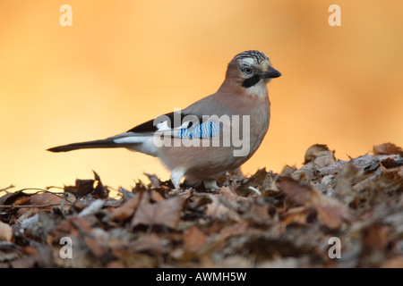 Eichelhäher Garrulus glandarius Stockfoto