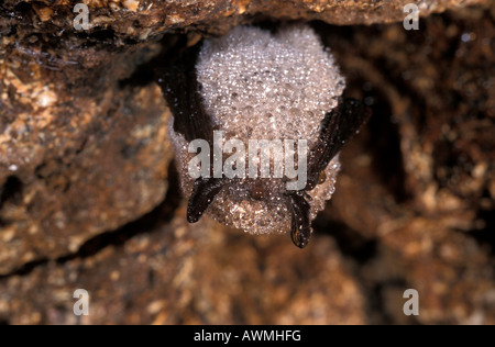 Weissbart Fledermaus (Myotis Mystacinus) in einer Höhle im Ruhezustand Stockfoto