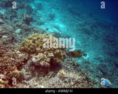 Titan-Drückerfisch [Bandos Island Reef, Kaafu Atoll, Malediven, Asien]. Stockfoto