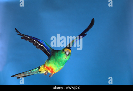 Vielfarbensittich (Psephotus Varius) in Gefangenschaft Stockfoto