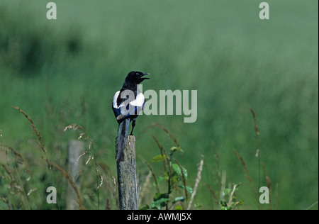 Schwarz-billed Elster (Pica Pica) Stockfoto