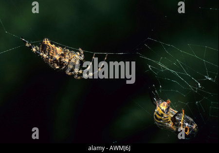 Europäische Kreuzspinne, (Araneus Diadematus) mit Beute Stockfoto