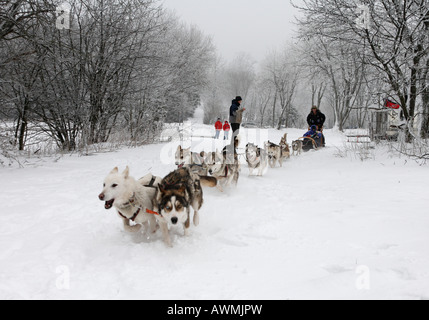 Hundeschlitten-Team in Schwarze Berge (Black Mountains), Rhön-Palette, Franken, Bayern, Deutschland, Europa Stockfoto