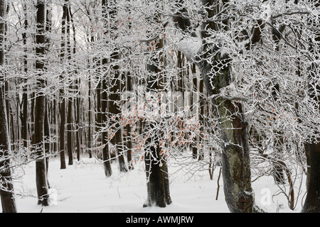 Winterliche Buche (Fagus) Wald am Mt. Kreuzberg, Rhön Range, Franken, Bayern, Deutschland, Europa Stockfoto