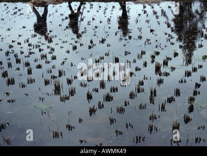 Silhouetten im Reisfeld Wasser reflektiert Stockfoto