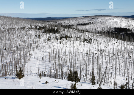 Wald im Zuge der Borkenkäfer (Scolytinae)-Befall, Nationalpark Bayerischer Wald (Nationalpark Bayerischer Wald), Lo Stockfoto