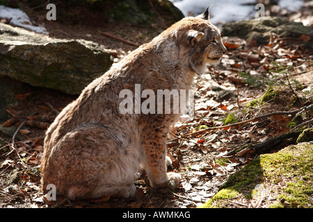 Männliche Eurasischen Luchs (Lynx Lynx) in ein Freigehege im Bayerischer Wald (Bayerischer Wald), Bayern, Niederbayern, Germa Stockfoto