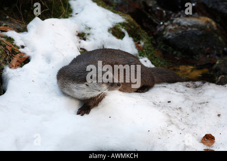 Eurasische Fischotter (Lutra Lutra) in ein Freigehege in Bayerischer Wald (Bayerischer Wald), untere Bayern, Bayern, Deutschland Stockfoto