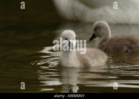 Junge Höckerschwäne (Cygnus Olor), Cygnets im Wasser Stockfoto